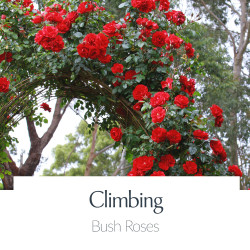 Climbing Roses